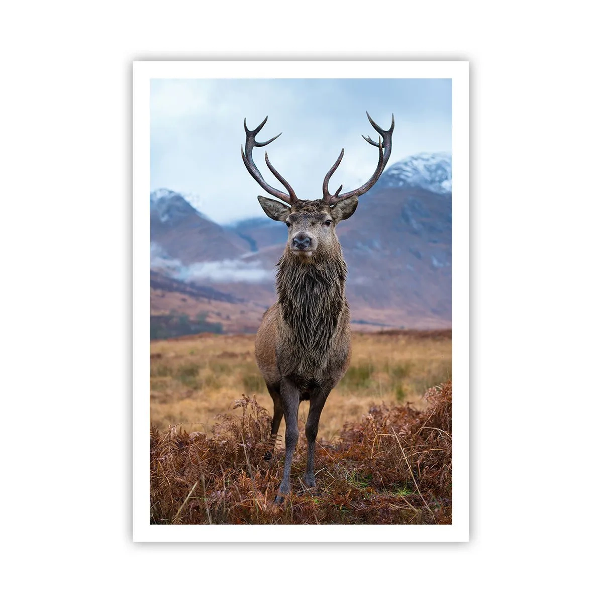 Affiche - Poster - Sur son propre terrain - 70x100 cm