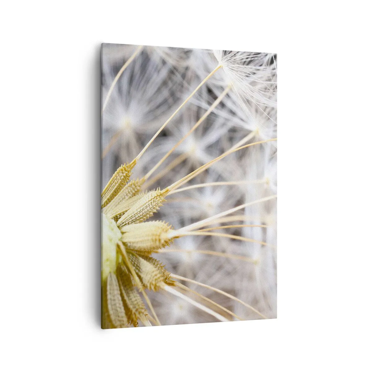 Impression sur toile - Image sur toile - Photographie macro d'un pissenlit aux graines délicates - 70x100cm - Juste avant le départ - Décoration murale moderne pour le salon et la chambre ARTTOR