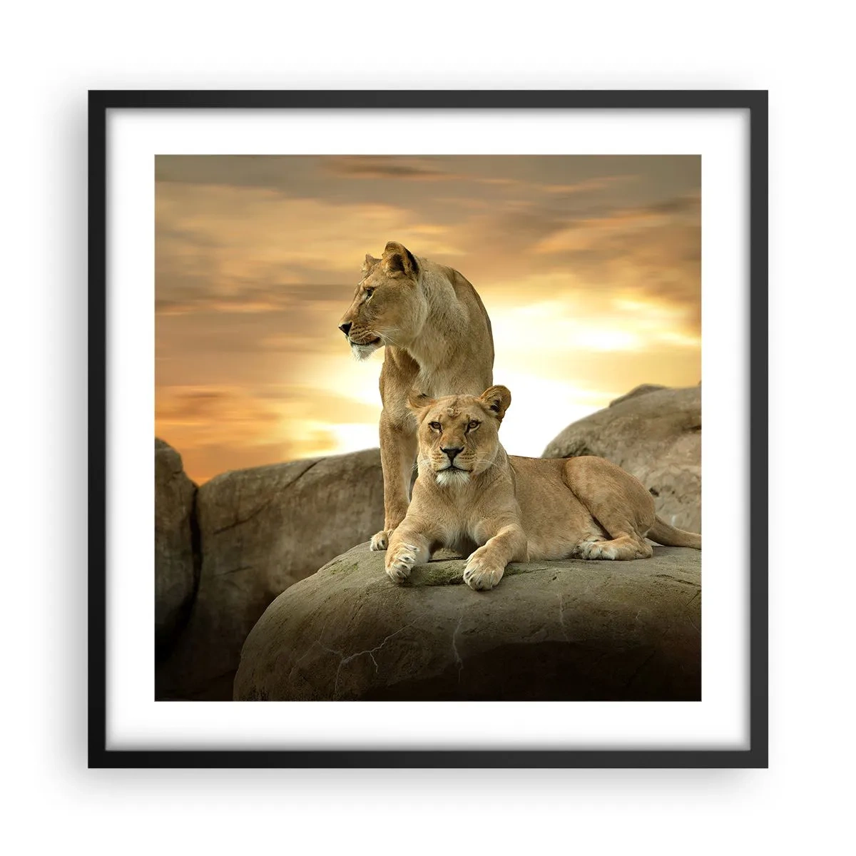 Affiche dans un cadre noir - Poster - Majesté royale - 50x50 cm