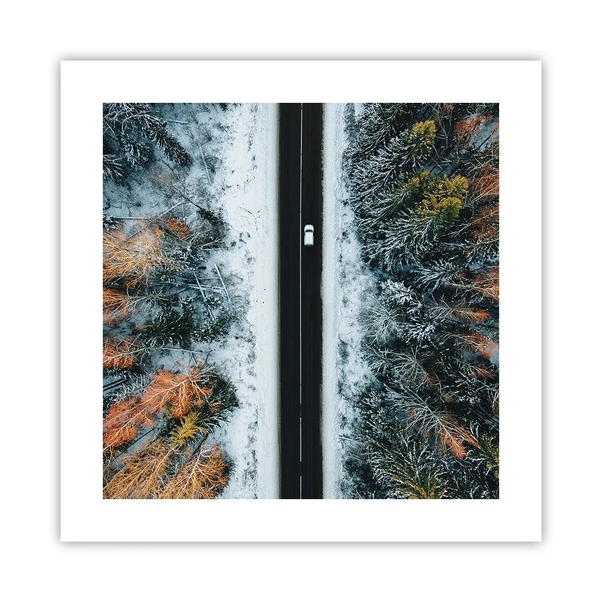 Affiche - Poster - Couper à travers la forêt d'hiver - 40x40 cm