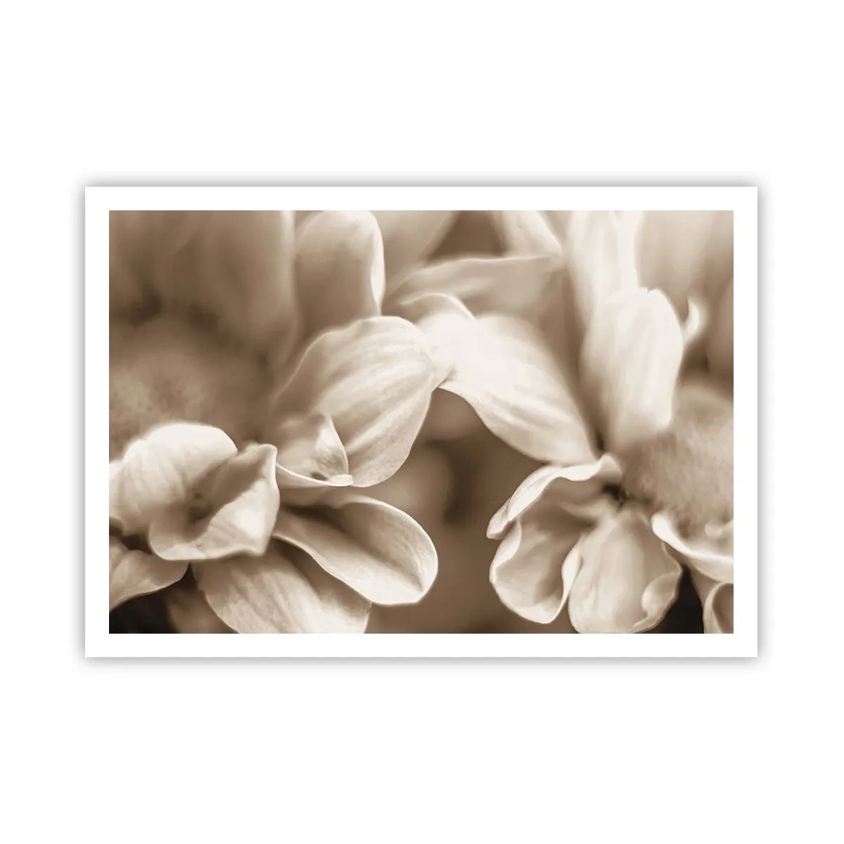 Affiche - Poster - Gros plan de fleurs dans un ton sépia délicat avec des contours doux - 100x70cm - Doux comme un sourire - Décoration murale moderne pour le salon et la chambre ARTTOR