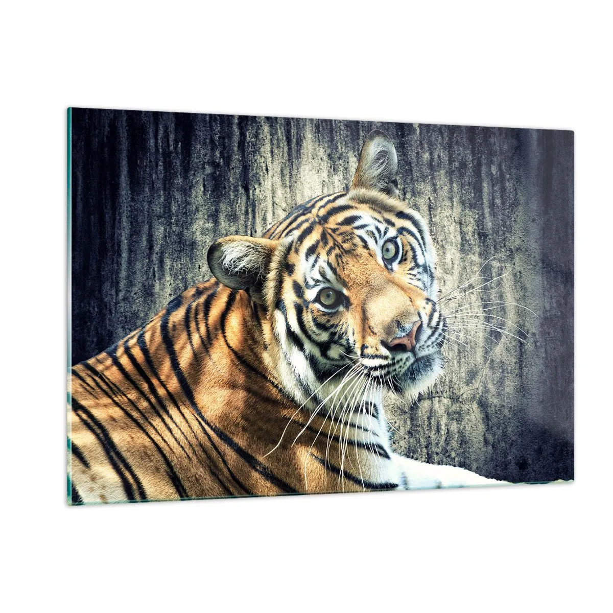 Impression sur verre - Image sur verre - Un tigre dans une pose naturelle contre un mur brut - 120x80cm - Portrait dans les flots de lumière - Décoration murale moderne pour le salon et la chambre ARTTOR