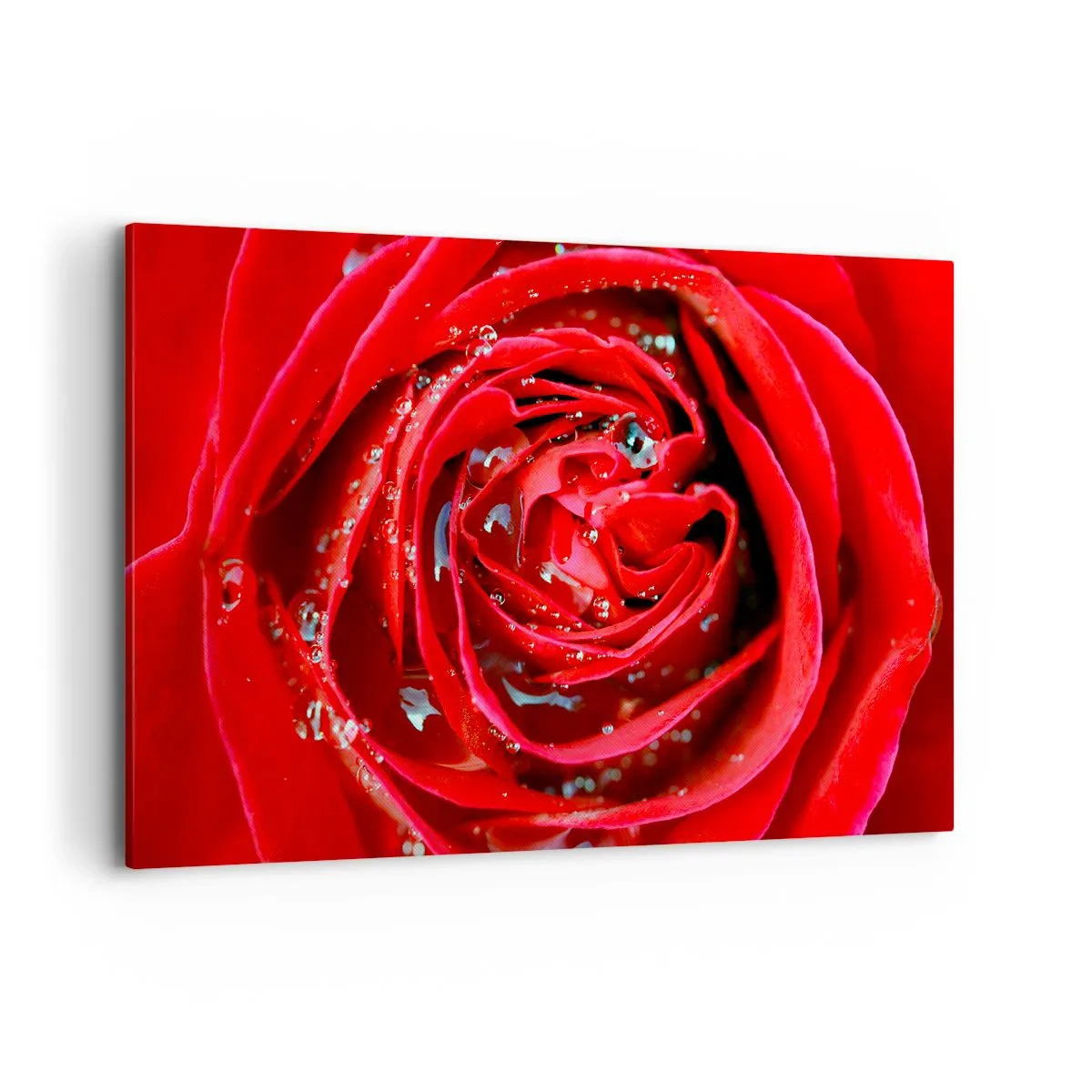 Impression sur toile - Image sur toile - Gros plan d'une rose rouge avec des gouttes d'eau sur les pétales - 120x80cm - Dans les gouttes de rosée - Décoration murale moderne pour le salon et la chambre ARTTOR