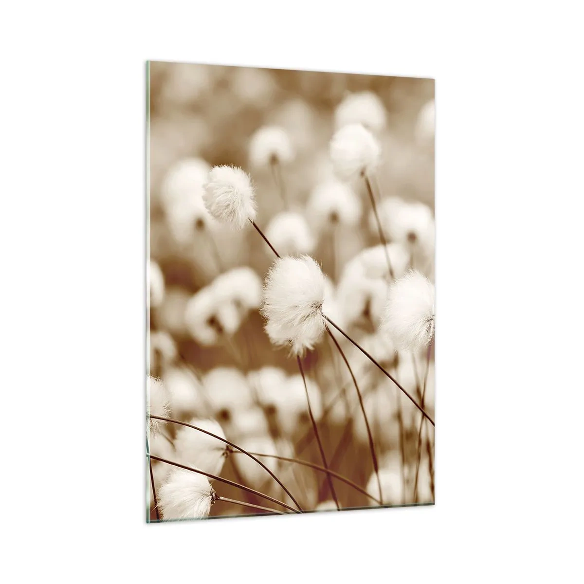 Impression sur verre - Image sur verre - Un champ d'herbe duveteuse aux tons sépia - 50x70cm - Tige moelleuse - Décoration murale moderne pour le salon et la chambre ARTTOR