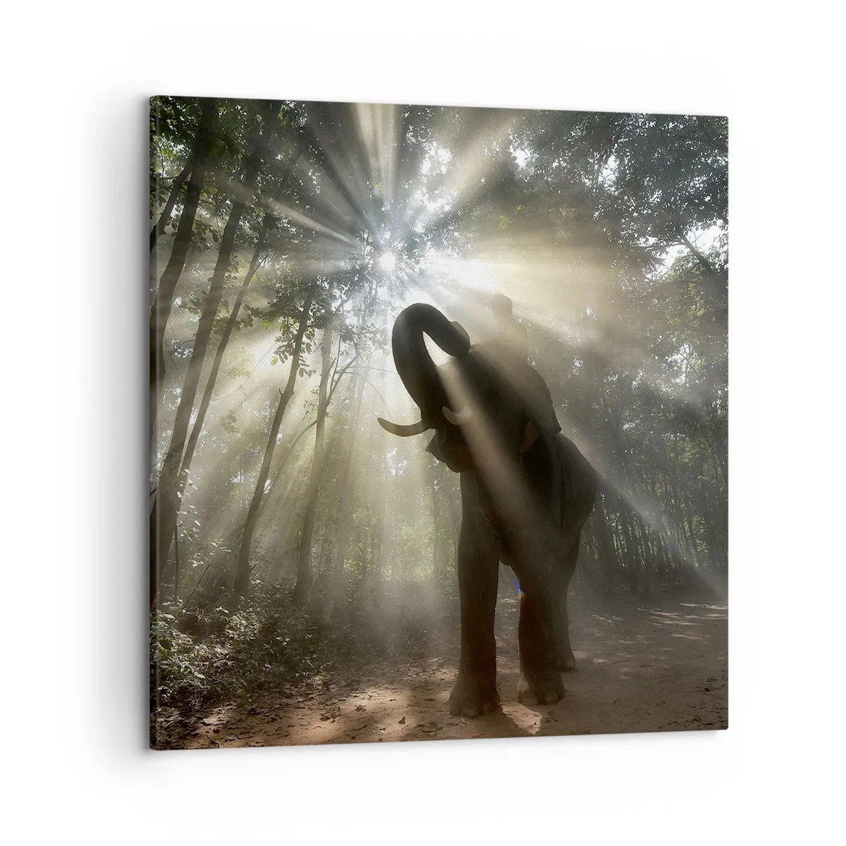 Impression sur toile - Image sur toile - Sous la bonne étoile - 50x50 cm