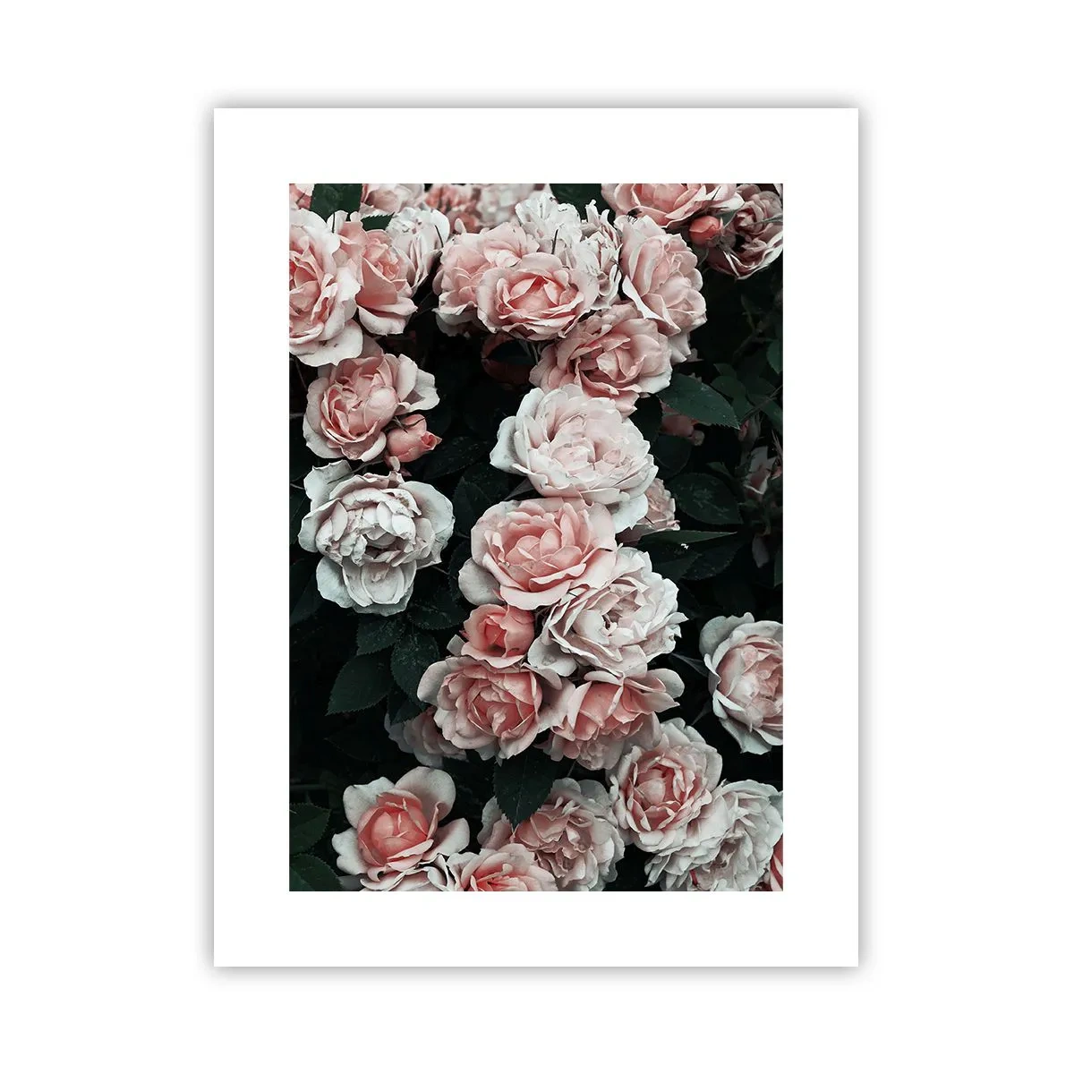 Affiche - Poster - Ensemble de rose - 30x40 cm