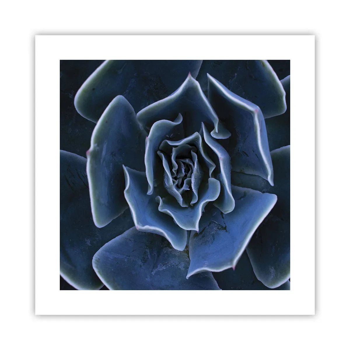 Affiche - Poster - Fleur du désert - 40x40 cm