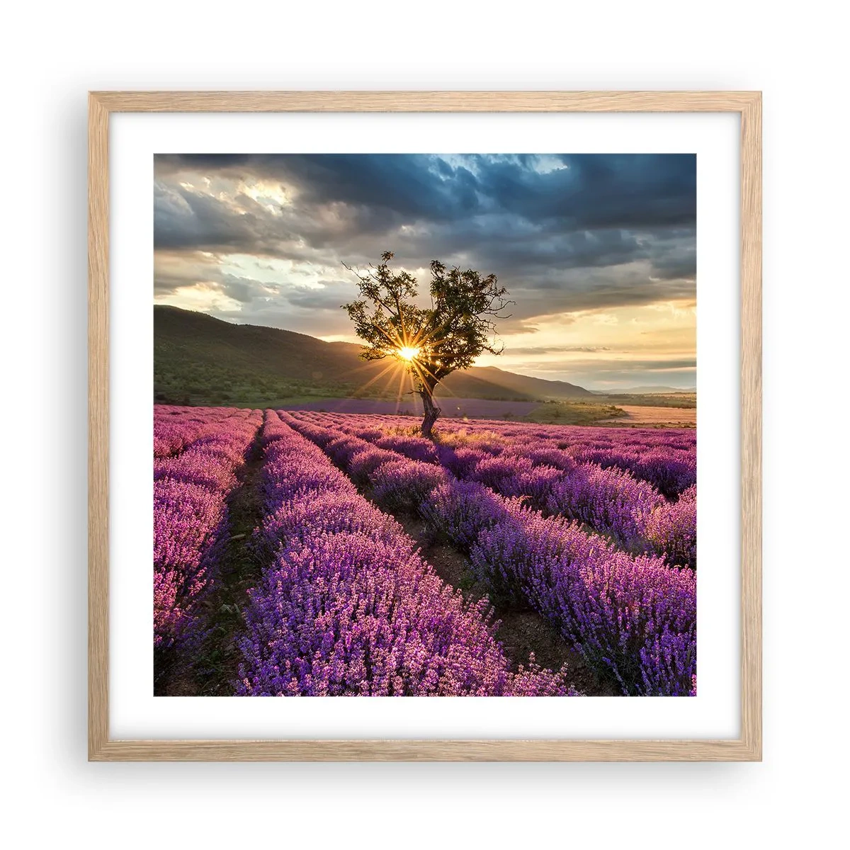 Affiche dans un chêne clair - Poster - Arôme de couleur lilas - 50x50 cm