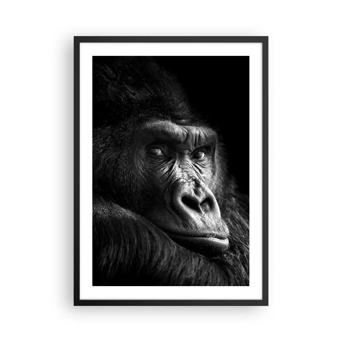 Affiche dans un cadre noir - Poster - Portrait d'un gorille sur fond noir avec des détails saisissants - 50x70cm - Et qu'est-ce que tu regardes? - Décoration murale moderne pour le salon et la chambre ARTTOR