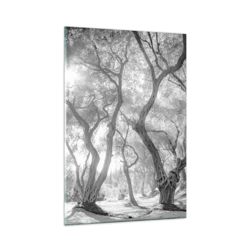 Impression sur verre - Image sur verre - Vue en noir et blanc d'arbres dans une oliveraie avec des rayons de soleil - 80x120cm - Dans l'oliveraie - Décoration murale moderne pour le salon et la chambre ARTTOR