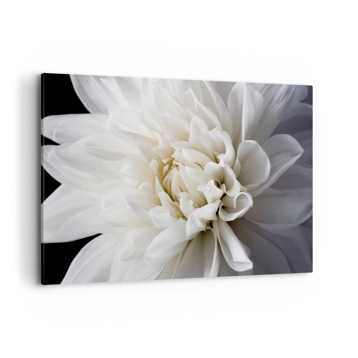 Impression sur toile - Image sur toile - Une délicate fleur blanche sur fond noir dans une composition élégante - 120x80cm - Le matin de la jeune mariéé - Décoration murale moderne pour le salon et la chambre ARTTOR