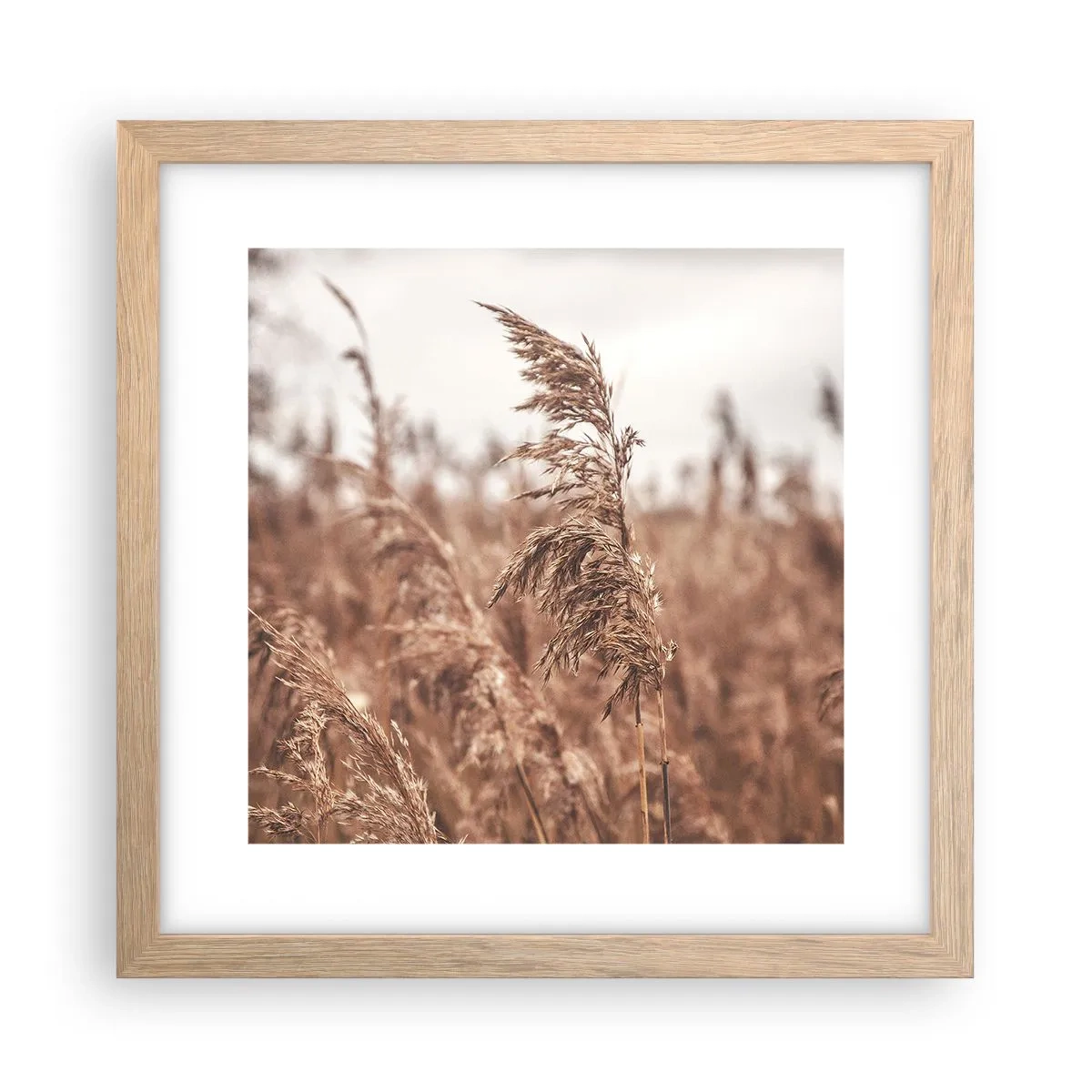 Affiche dans un chêne clair - Poster - C'est déjà l'automne dans les champs - 30x30 cm