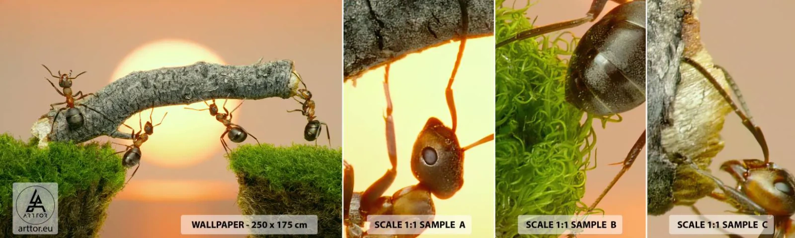 Échantillon de Papier Peint Autocollant Deluxe Sticker - La joie, travaille d'équipe - Nature, Fourmis, Coucher de soleil - 100x30 cm