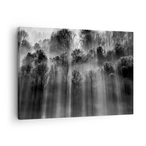 Impression sur toile - Image sur toile - Forêt noire et blanche dans la lumière du matin - 70x50cm - Dans les flots de lumière - Décoration murale moderne pour le salon et la chambre ARTTOR
