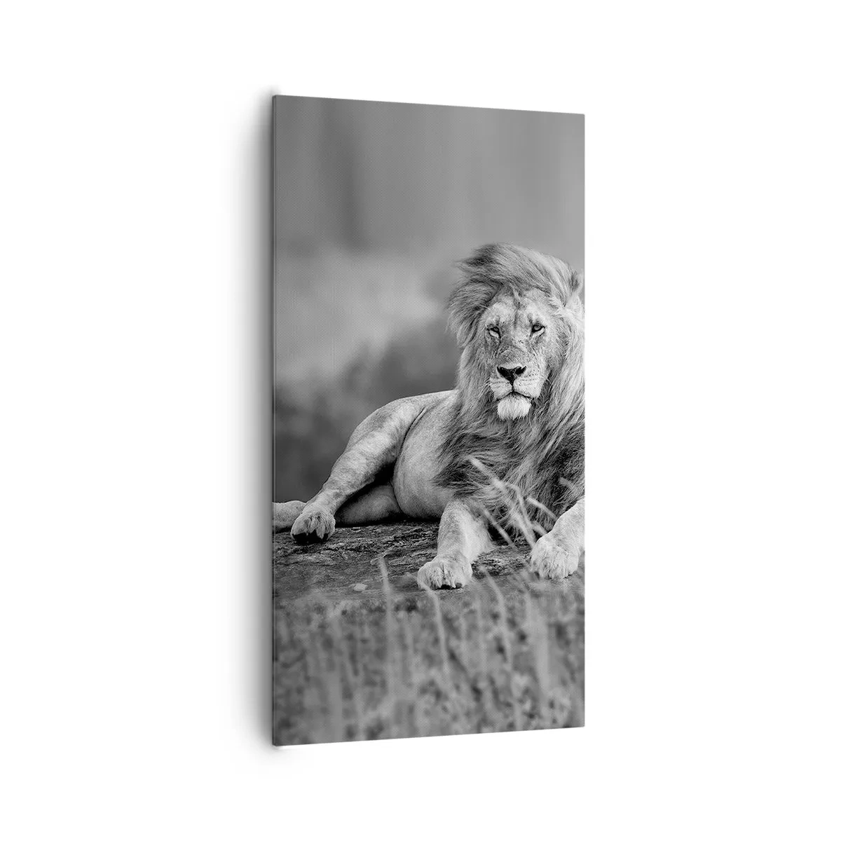 Impression sur toile - Image sur toile - Sieste royale - 65x120 cm