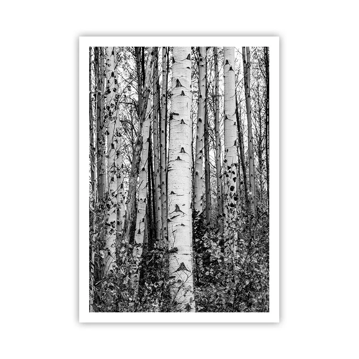 Affiche - Poster - Enchevêtrement de bouleau - 70x100 cm
