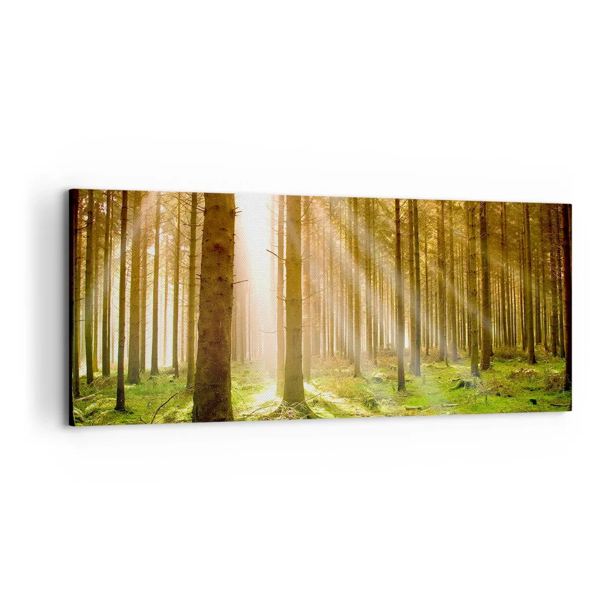 Impression sur toile - Image sur toile - Forêt de conifères avec les rayons du soleil qui brillent à travers les arbres - 120x50cm - Les elfes vont bientôt apparaître - Décoration murale moderne pour le salon et la chambre ARTTOR
