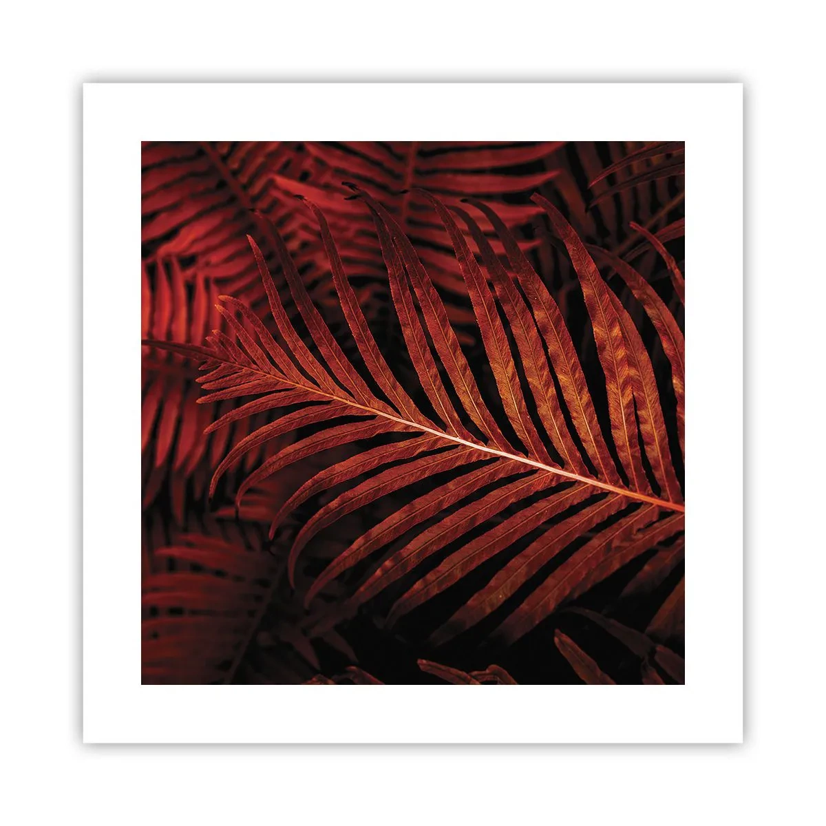 Affiche - Poster - Chaleur de la vie - 40x40 cm