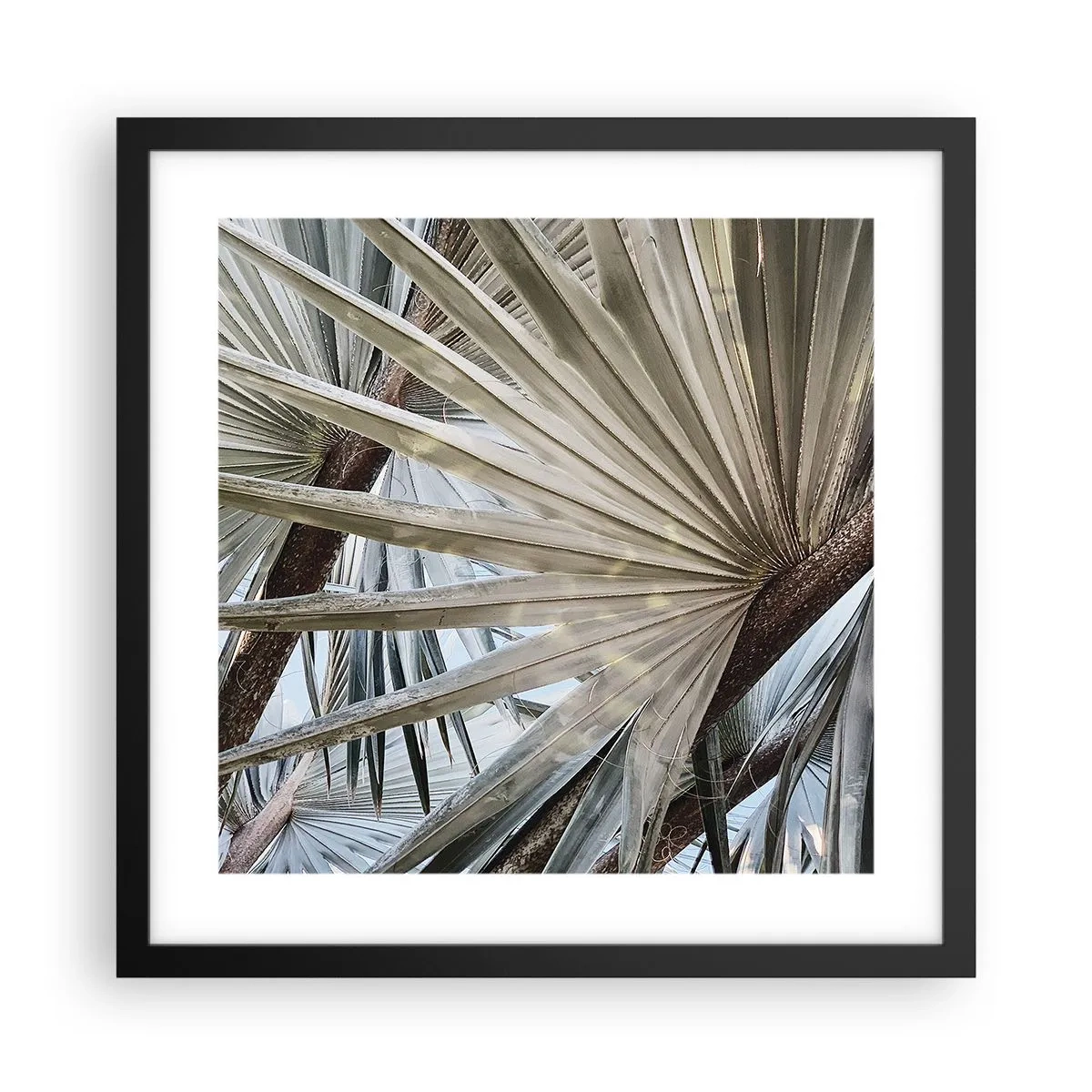 Affiche dans un cadre noir - Poster - Evantail sous les tropiques - 40x40 cm