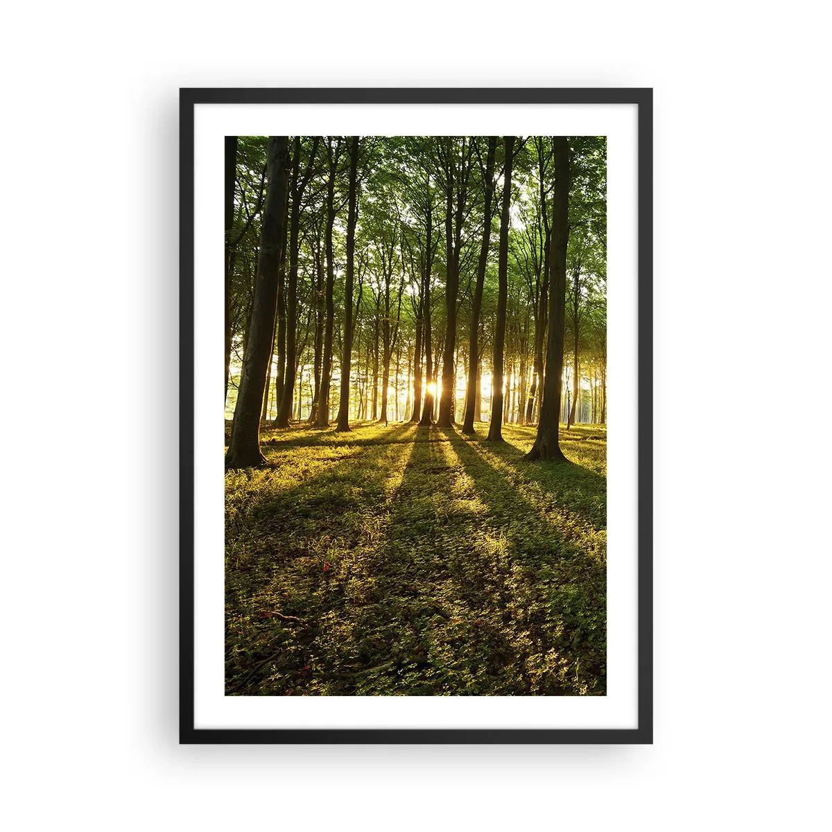 Affiche dans un cadre noir - Poster - Une forêt illuminée par les rayons du soleil couchant - 50x70cm - Toutes les photographies de printemps - Décoration murale moderne pour le salon et la chambre ARTTOR