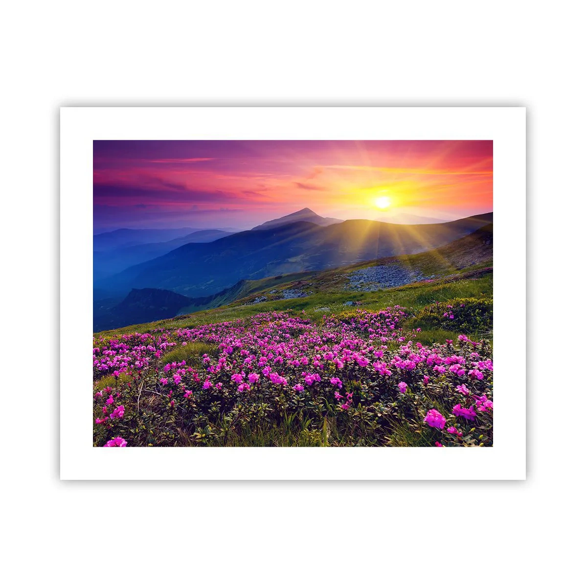 Affiche - Poster - … Et autour, ça sent le pin des montagnes et l'odeur de la prairie - 50x40 cm