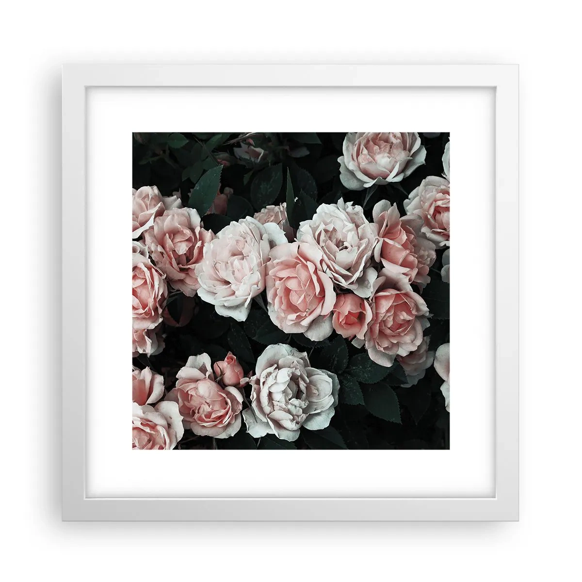 Affiche dans un cadre blanc - Poster - Ensemble de rose - 30x30 cm