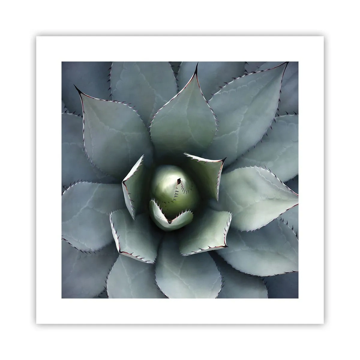 Affiche - Poster - Wabi et observe - 40x40 cm