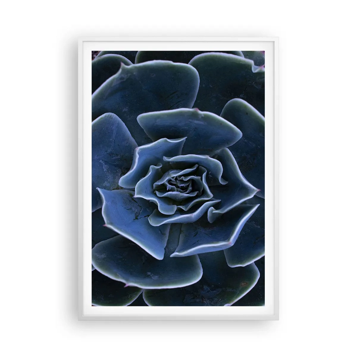 Affiche dans un cadre blanc - Poster - Fleur du désert - 70x100 cm