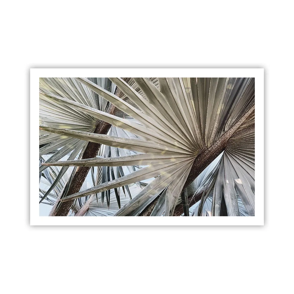 Affiche - Poster - Evantail sous les tropiques - 91x61 cm