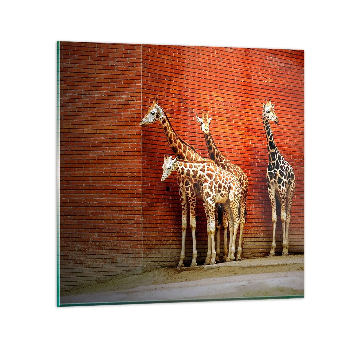 Impression sur verre - Image sur verre - Voyez-vous des acacias ? - 30x30 cm