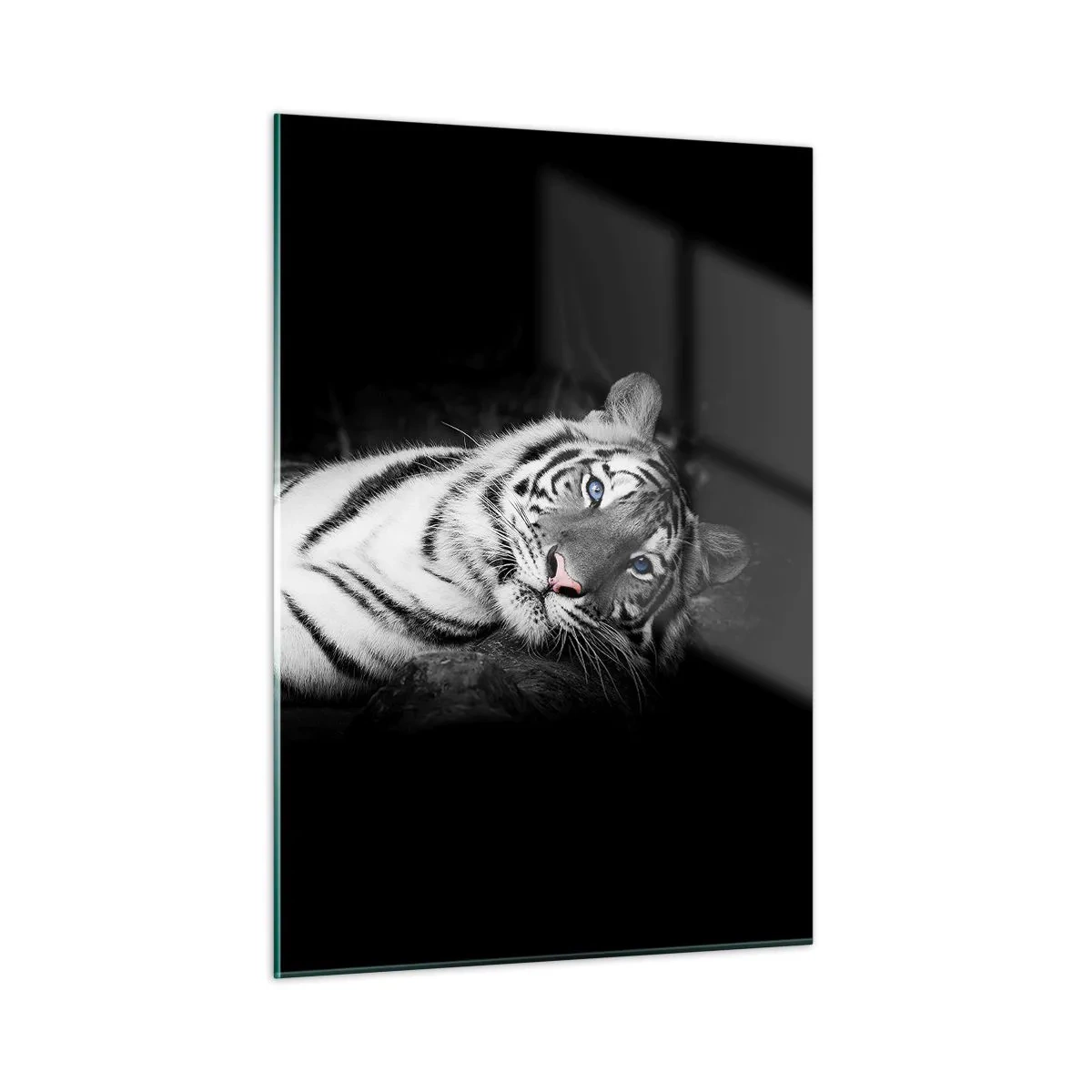 Impression sur verre - Image sur verre - Un tigre blanc aux yeux bleus dans un décor noir et blanc - 50x70cm - Sauvagerie et paix - Décoration murale moderne pour le salon et la chambre ARTTOR