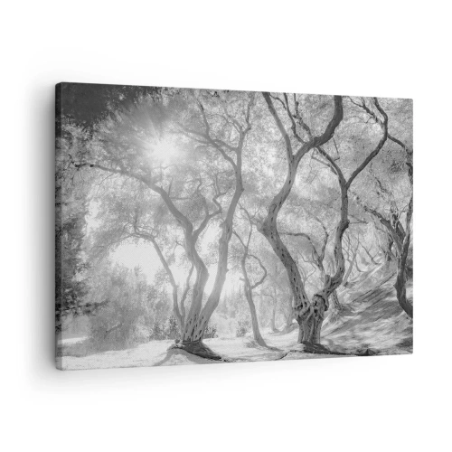 Impression sur toile - Image sur toile - Vue en noir et blanc d'arbres dans une oliveraie avec des rayons de soleil - 70x50cm - Dans l'oliveraie - Décoration murale moderne pour le salon et la chambre ARTTOR