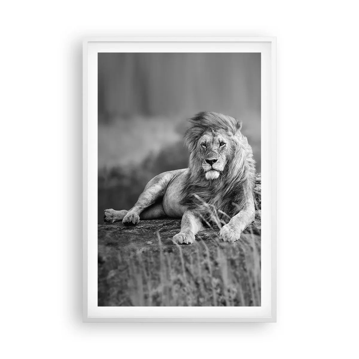 Affiche dans un cadre blanc - Poster - Sieste royale - 61x91 cm