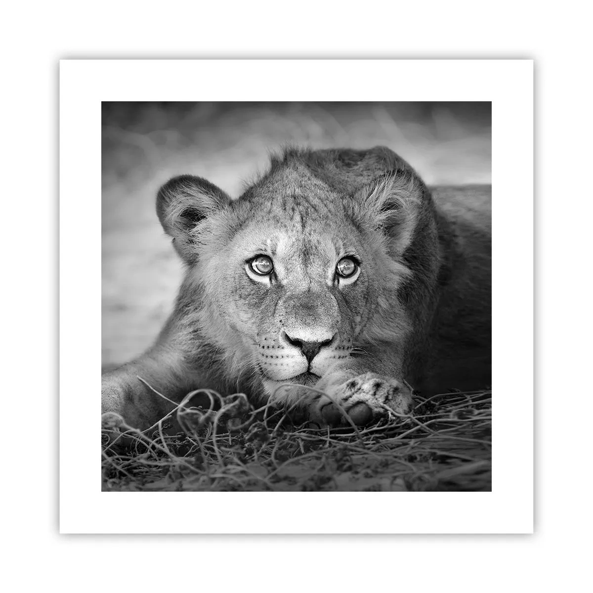 Affiche - Poster - Chiot royal - 40x40 cm