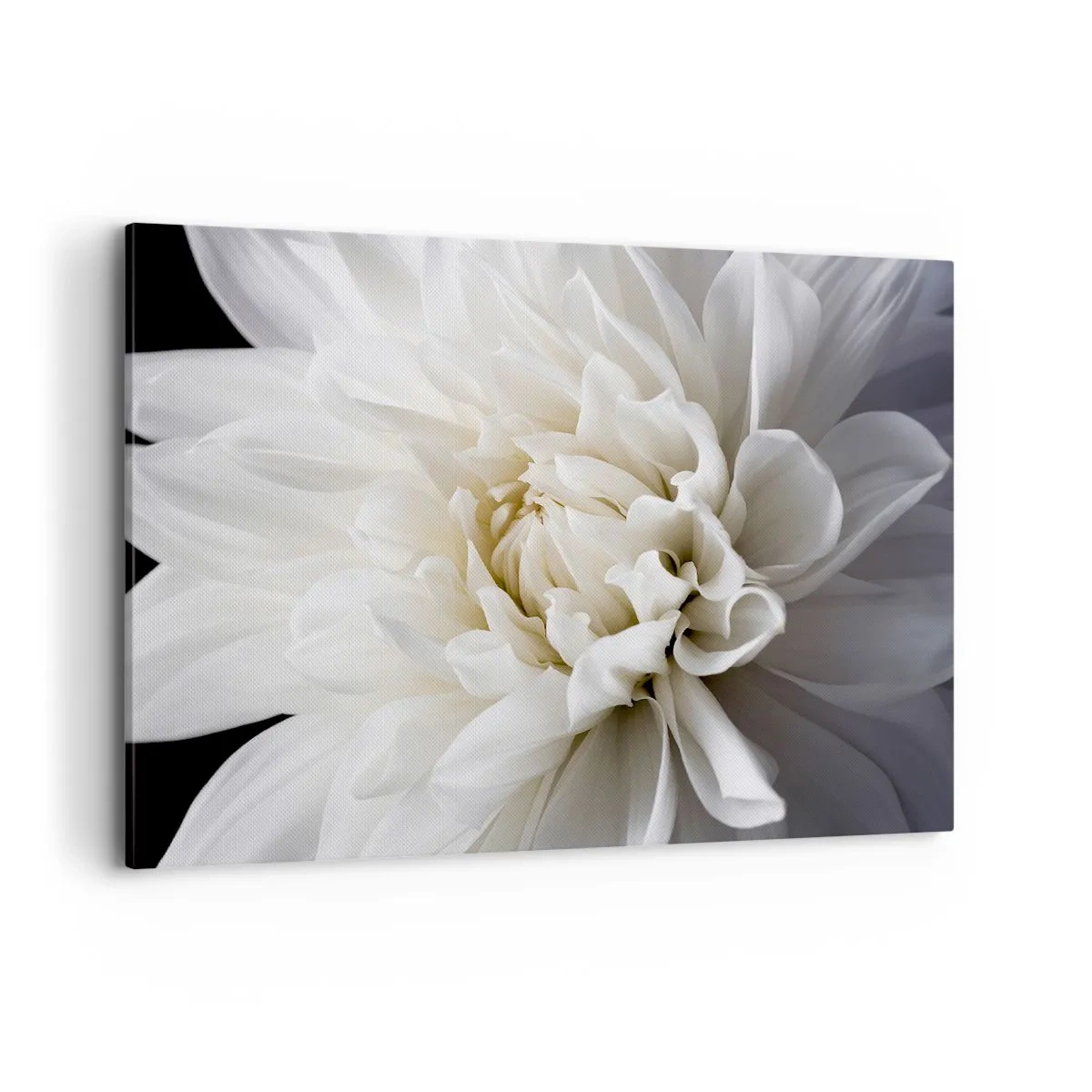 Impression sur toile - Image sur toile - Une délicate fleur blanche sur fond noir dans une composition élégante - 100x70cm - Le matin de la jeune mariéé - Décoration murale moderne pour le salon et la chambre ARTTOR