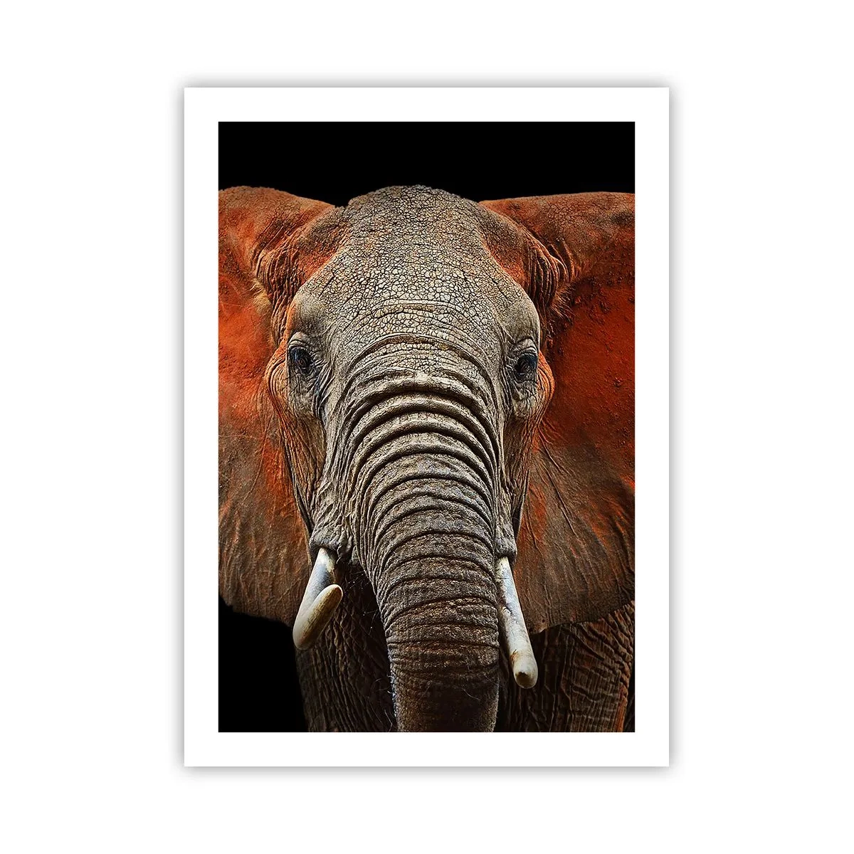Affiche - Poster - Portrait d'un éléphant majestueux sur fond noir - 50x70cm - Je suis sauvage, et toi? - Décoration murale moderne pour le salon et la chambre ARTTOR