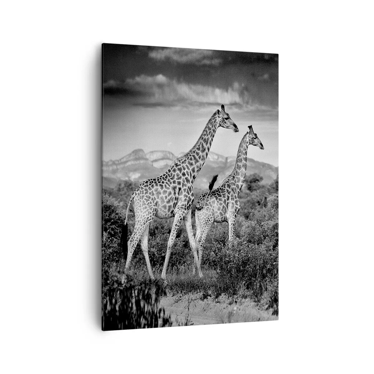 Impression sur toile - Image sur toile - Silhouettes noires et blanches de deux girafes dans la savane - 70x100cm - Hautes sphères en Afrique - Décoration murale moderne pour le salon et la chambre ARTTOR
