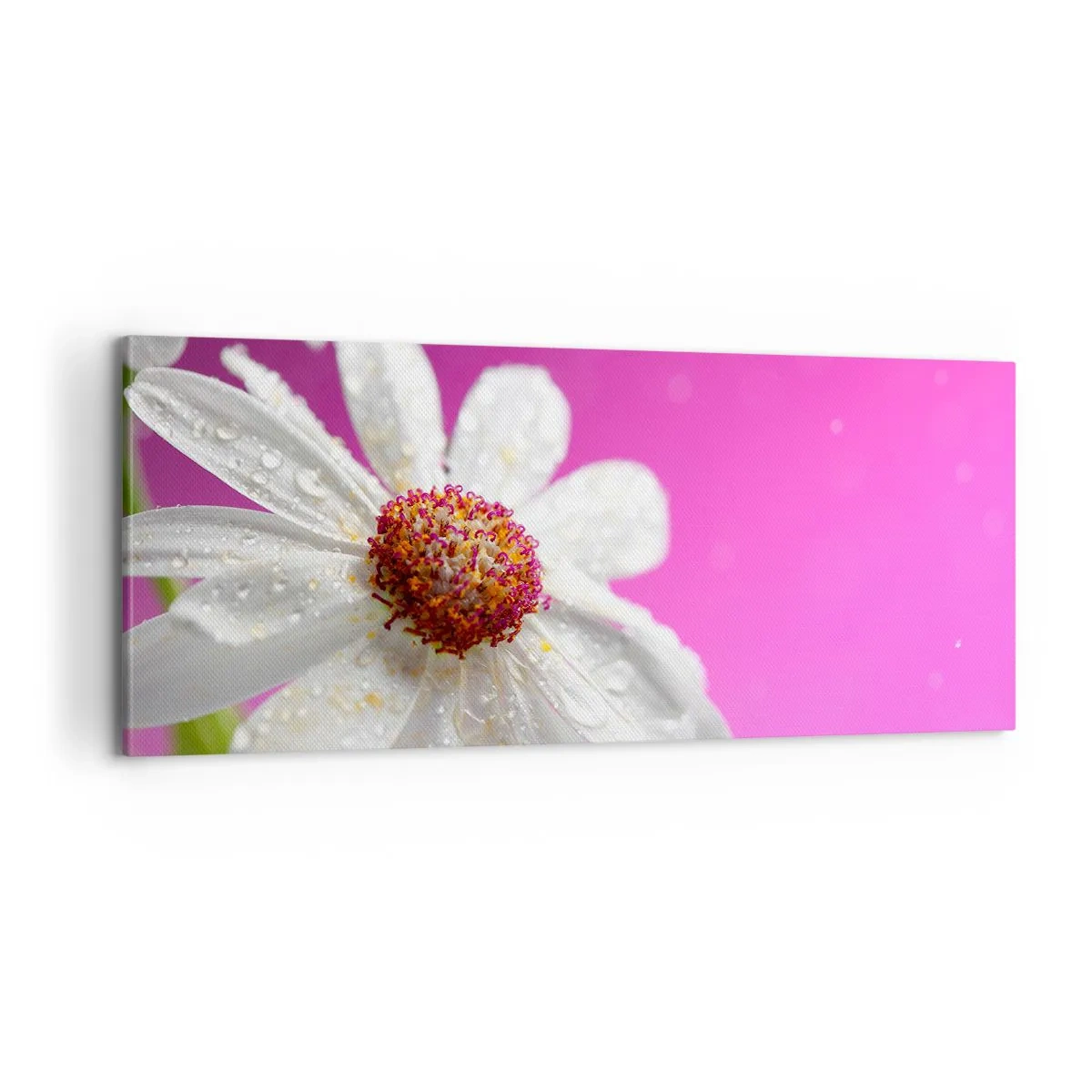 Impression sur toile - Image sur toile - Modeste dans sa beauté - 100x40 cm