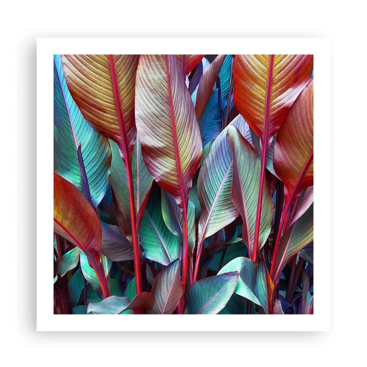 Affiche - Poster - Un fourré coloré - 60x60 cm
