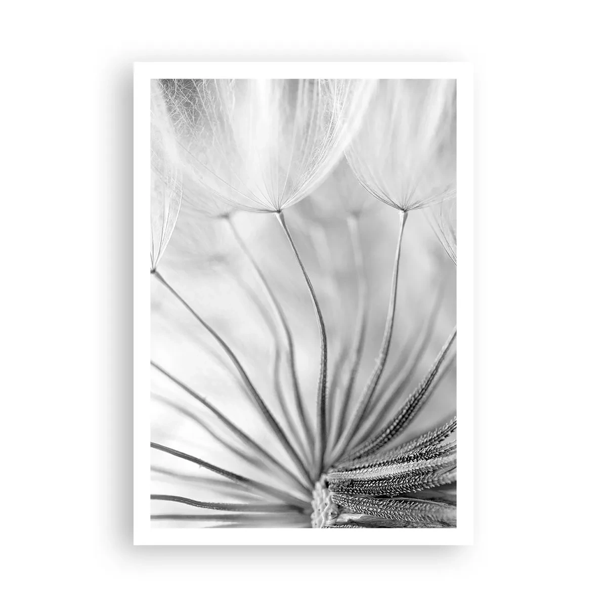 Affiche - Poster - Aigrette avant son envol - 70x100 cm