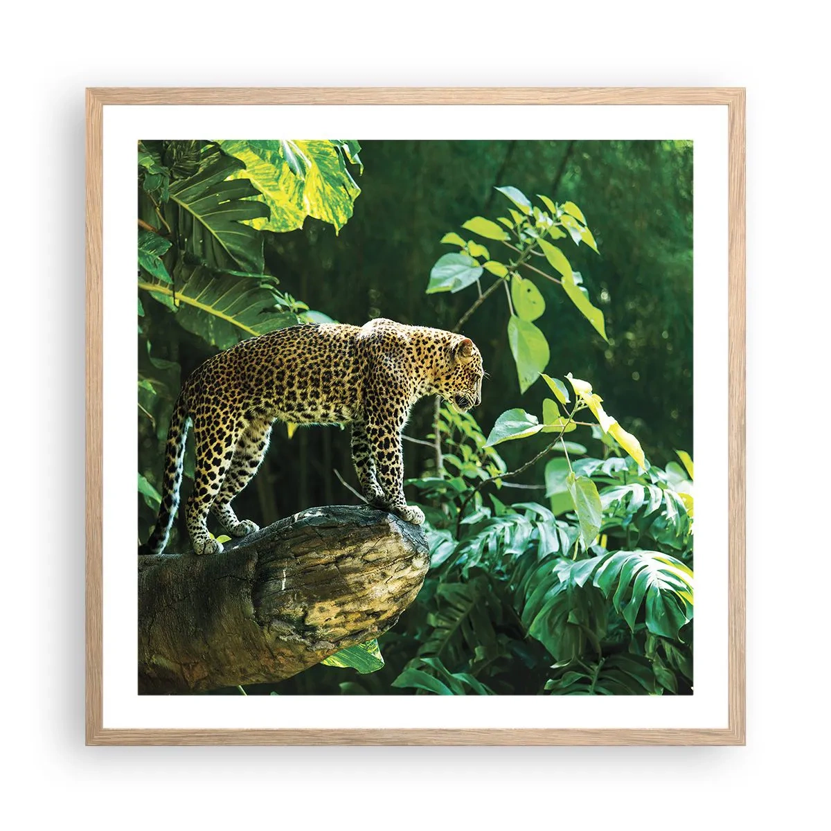 Affiche dans un chêne clair - Poster - À la chasse? - 60x60 cm