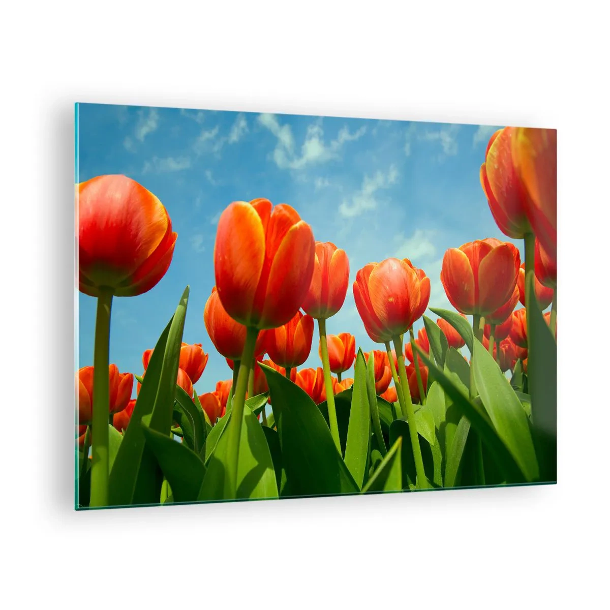 Impression sur verre - Image sur verre - Un champ de tulipes rouges sous un ciel bleu - 70x50cm - A part le ciel bleu, ils n'ont besoin de rien dans leur vie - Décoration murale moderne pour le salon et la chambre ARTTOR