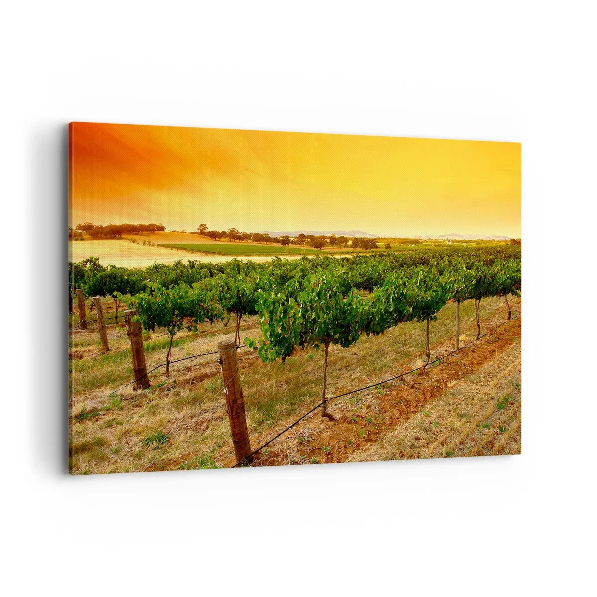 Impression sur toile - Image sur toile - Vignes dans une plantation au coucher du soleil doré - 120x80cm - S'abreuver du soleil - Décoration murale moderne pour le salon et la chambre ARTTOR