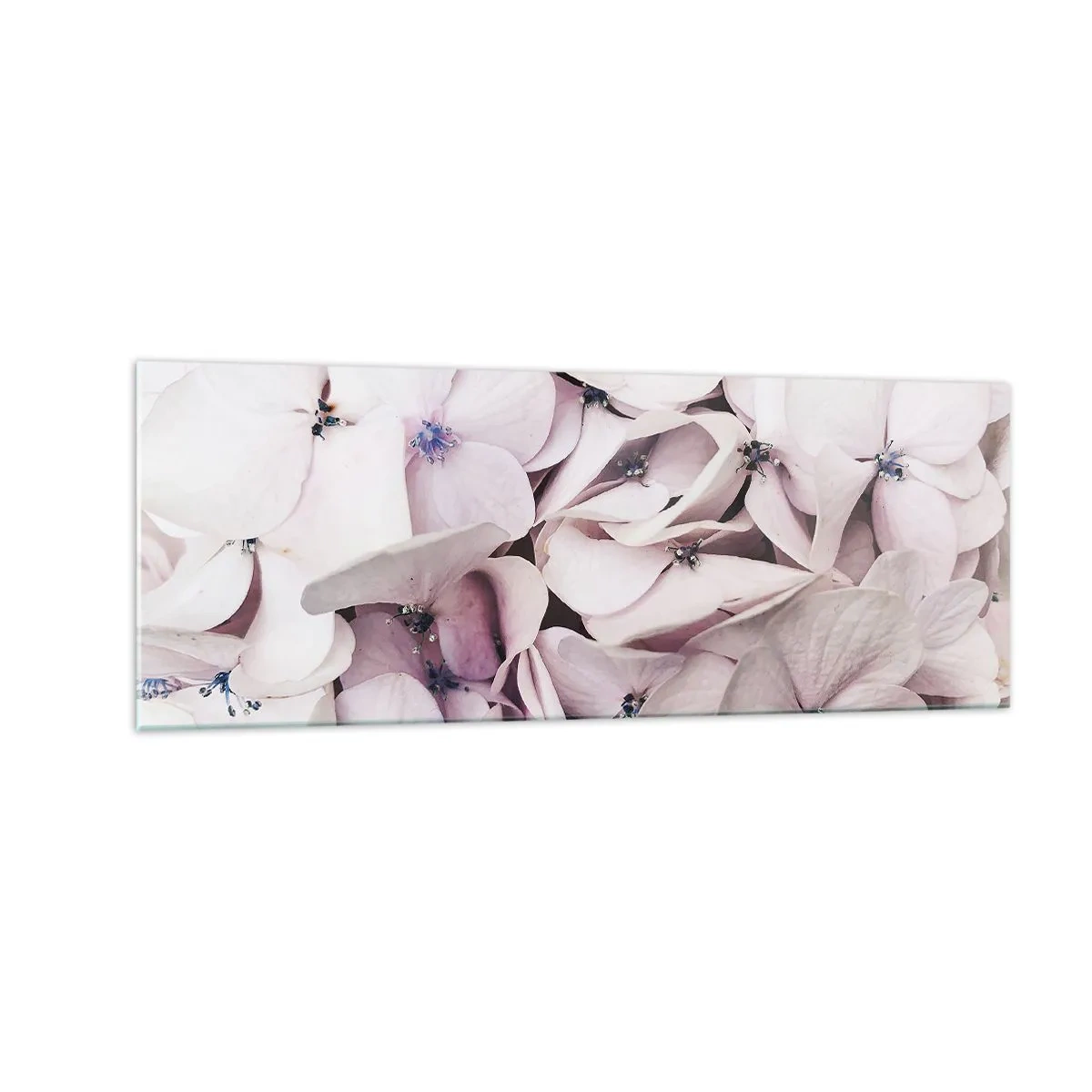 Impression sur verre - Image sur verre - Hortensias blancs délicats aux tons pastel - 140x50cm - Dans un flot de fleurs - Décoration murale moderne pour le salon et la chambre ARTTOR