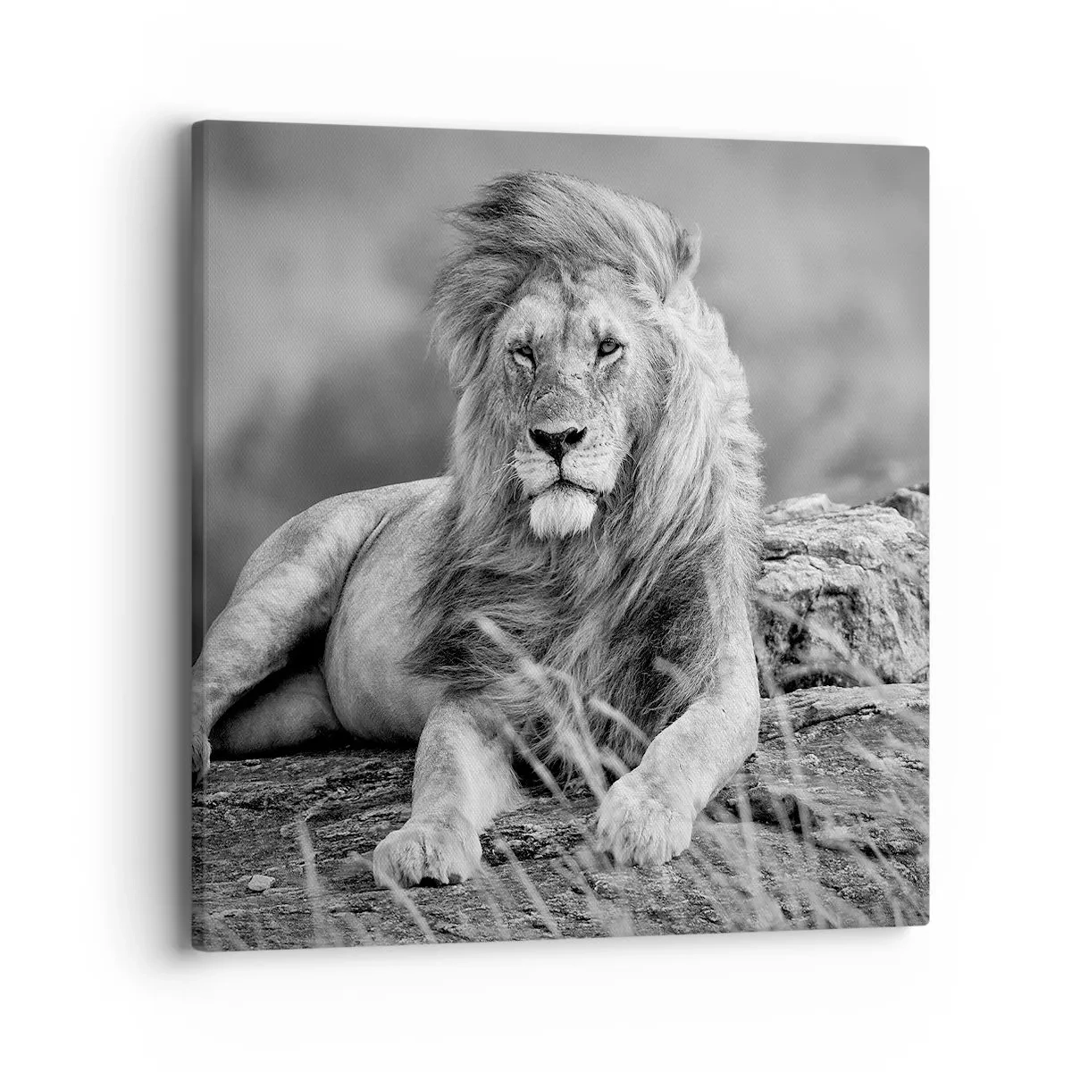 Impression sur toile - Image sur toile - Sieste royale - 40x40 cm