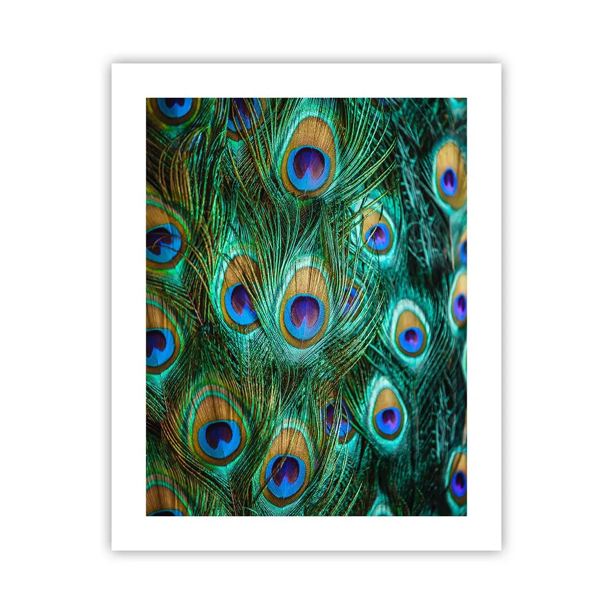 Affiche - Poster - Un regard de paon - 40x50 cm