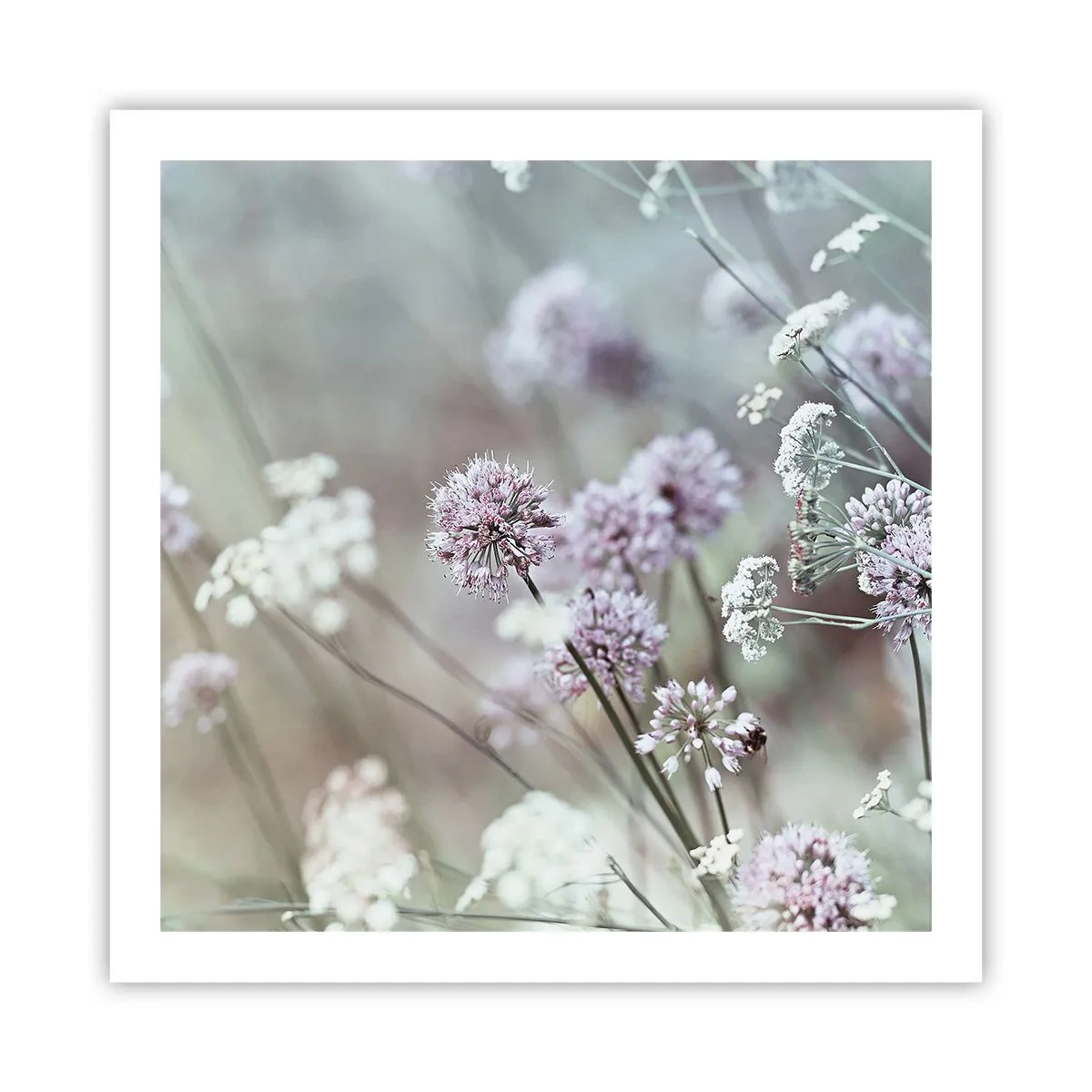 Affiche - Poster - Herbes douces en filigrane - 60x60 cm