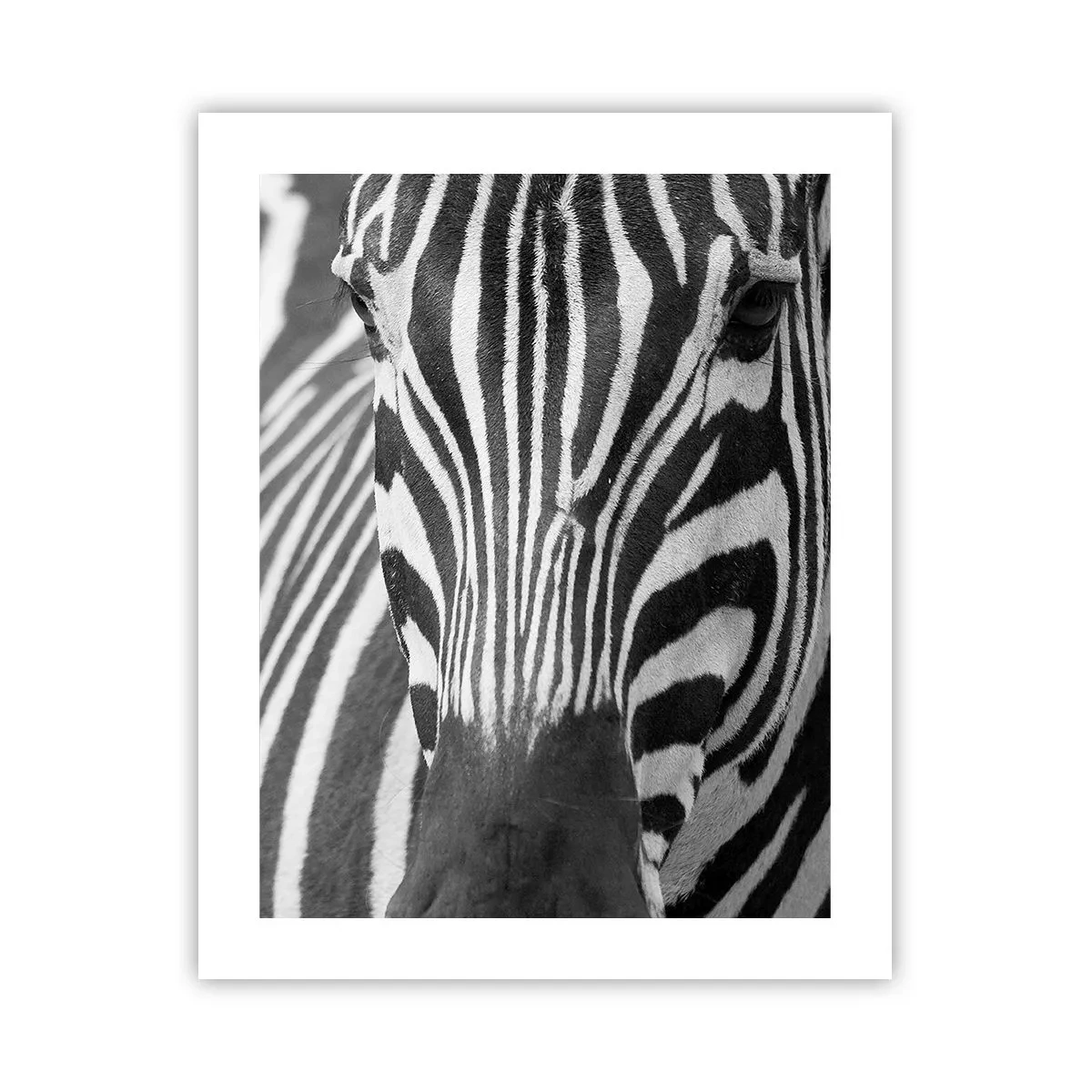 Affiche - Poster - Le monde est noir et blanc - 40x50 cm