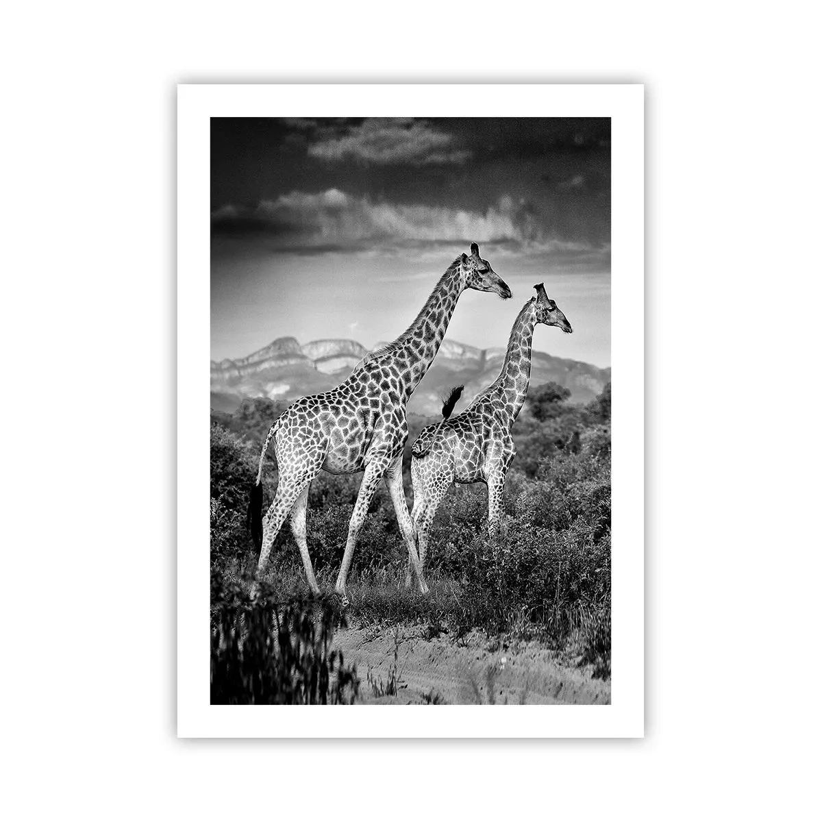 Affiche - Poster - Portrait noir et blanc de girafes sur fond de paysage africain - 50x70cm - Hautes sphères en Afrique - Décoration murale moderne pour le salon et la chambre ARTTOR