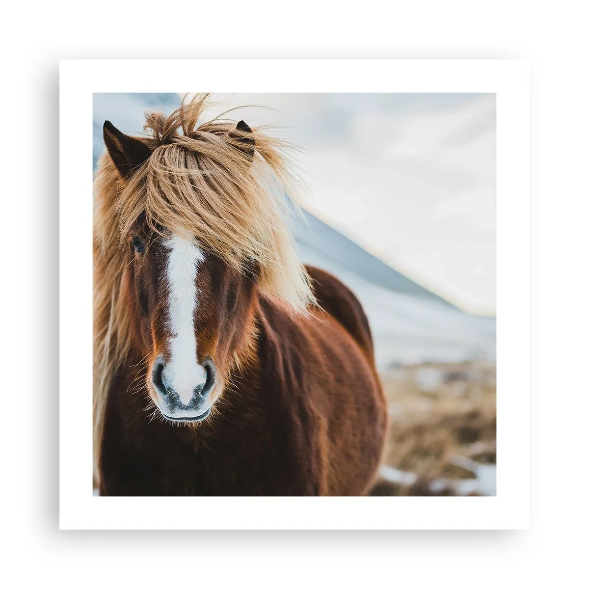 Affiche - Poster - Sentez-vous la liberté ? - 50x50 cm